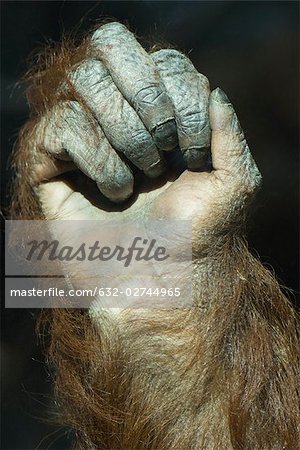 Orangutan (Pongo pygmaeus), clenched fist