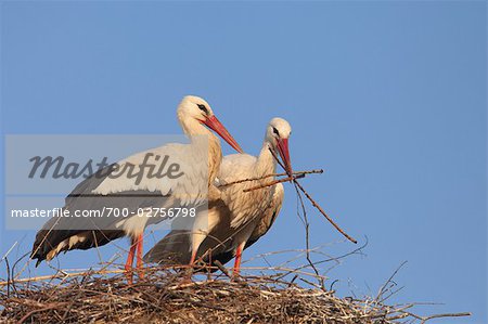 White Storks Building Nest