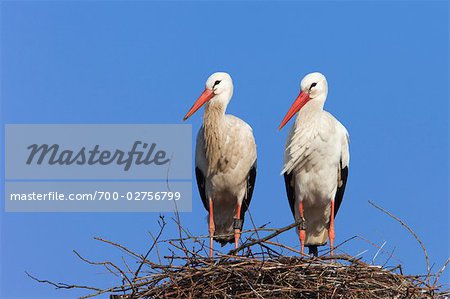 White Storks at Nest