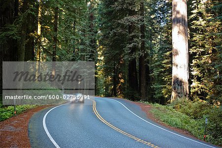 Route 199 à travers parc d'état Jedediah Smith, nord de la Californie, California, USA