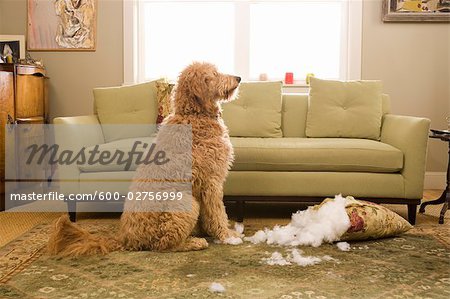 Golden Doodle Dog Chewing Up Sofa Cushion