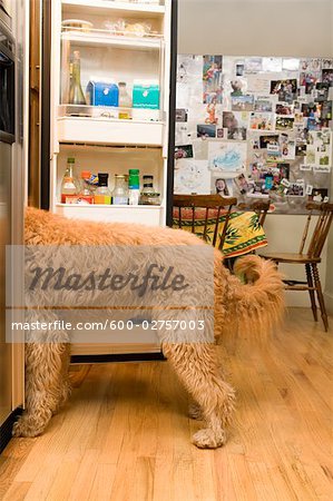 Golden Doodle Dog dans le réfrigérateur