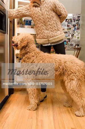 Golden Doodle-Hund suchen im Kühlschrank