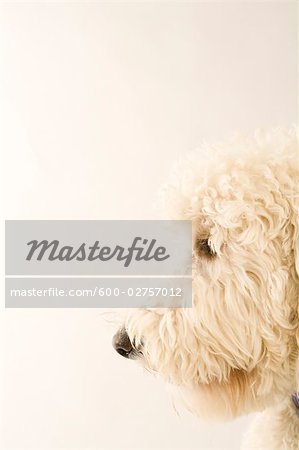 Portrait de Golden Doodle