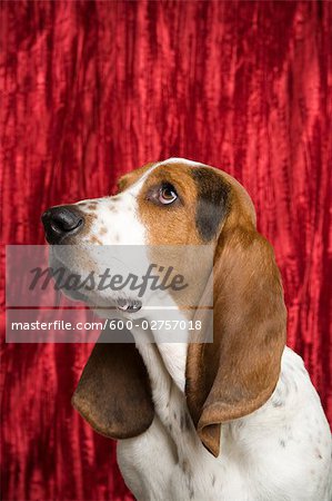 Porträt des Basset Hound