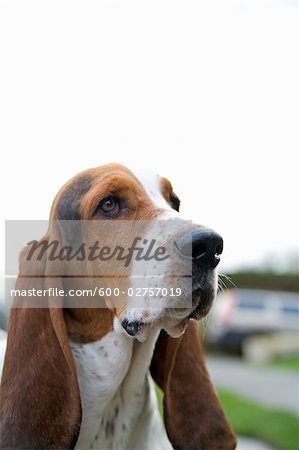 Porträt des Basset Hound