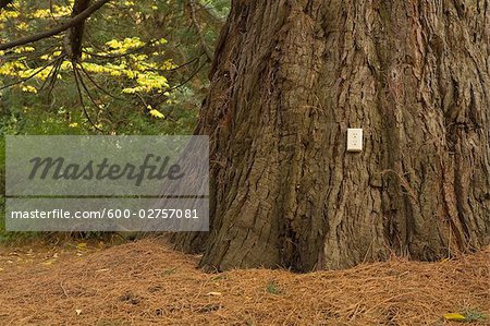 Electrical Outlet on an Old Cedar Tree Electrical Outlet on an Old Cedar Tree