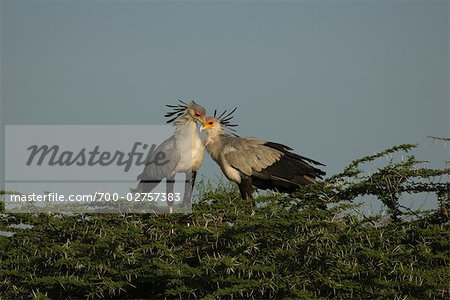 Secretary Birds, Buffalo Springs National Reserve, Kenya