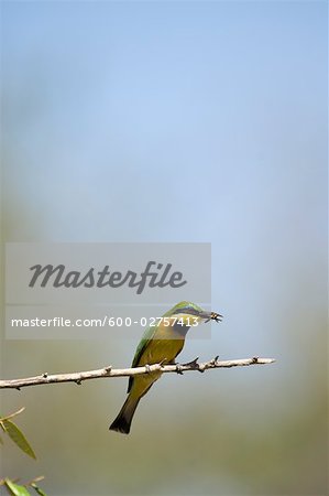 Little guêpier, Masai Mara, Kenya