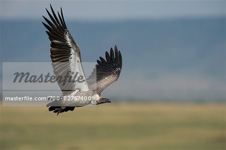 Vulture, Masai Mara, Kenya