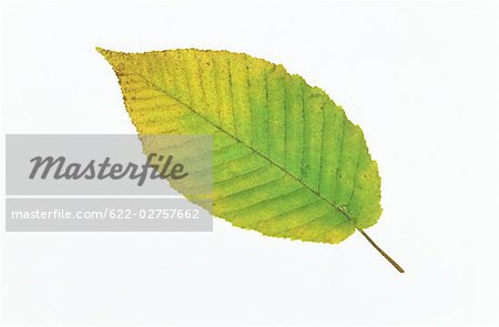 Autumn Leaf on White Background