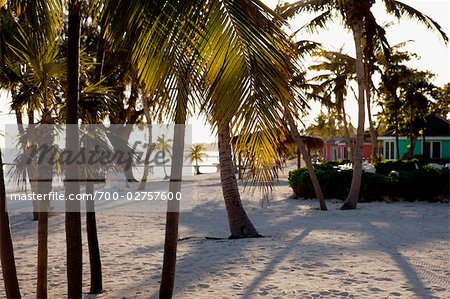 Palmen am Strand, Cayman-Inseln