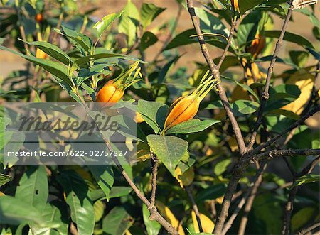 Bourgeon de fleur de gardénia sur les plantes