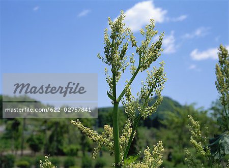 Fleurs sur le Plant de rhubarbe au jardin