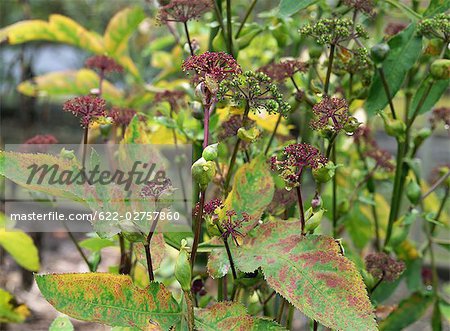 Chinese Herb Growing in Garden