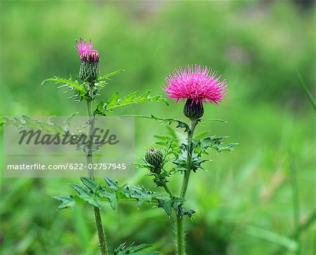 Pink Thistle Blooming in Spring