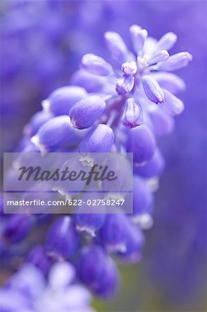 Muscari fleurs