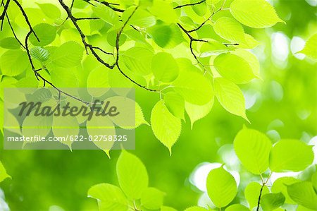 Fresh Yellowish Green Leaf