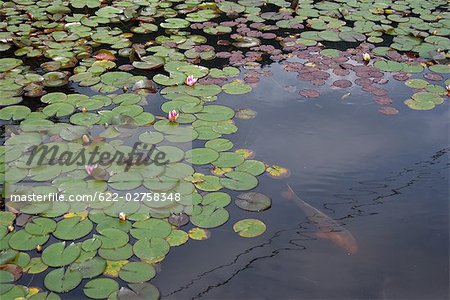 Fish in Lotus Pond in Gifu Prefecture, Japan