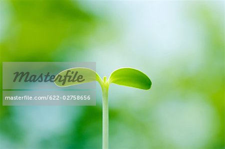 Sunflower Bud in Field