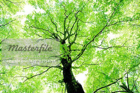 Sunrays Passing Through  Beech Trees