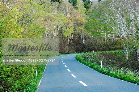 Road Passing Through Beech Forest