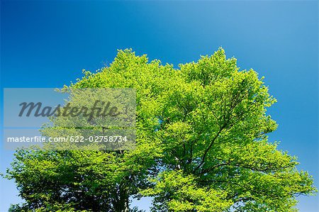 Beech Tree against Blue Sky