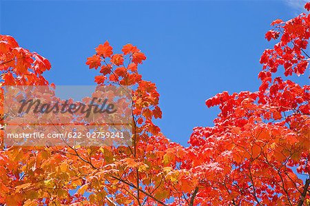 Red Autumnal Leaves against Blue Sky