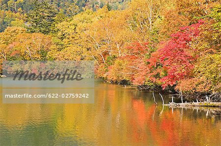 Herbstliche Bäume am See, Tochigi-Präfektur, Japan