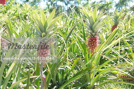 Champs d'ananas au Japon, la préfecture d'Okinawa