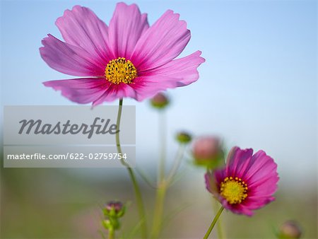 Pink Cosmos Flower Blooming in Spring