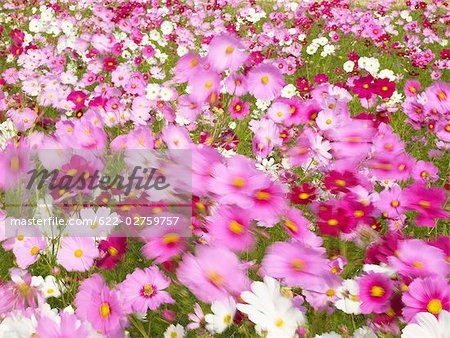 Bereich der Cosmos Blumen in Nabanano Dorf, Japan