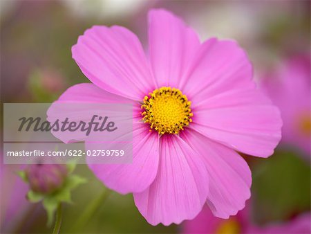 Cosmos Flower Blooming in Field