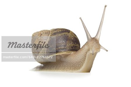 Close-up of a snail on a white background,silhouette