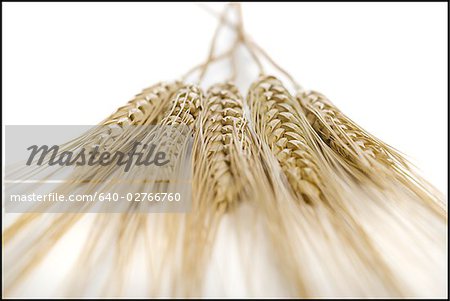 Gros plan de tiges de blé Gros plan de tiges de blé
