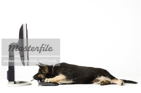 German Shepherd puppy typing