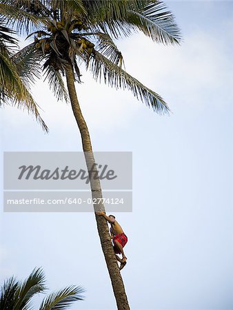 Man climbing palm tree