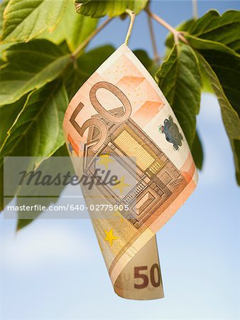 Billets en euros cinquante sur une branche d'arbre avec des feuilles