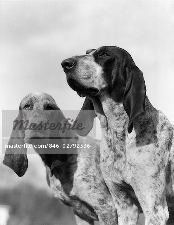 PORTRAIT TWO FRENCH FOXHOUNDS HUNTING DOG LONG EARS DOGS FOX HOUND HOUNDS