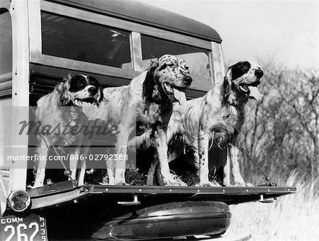 1930s 1940s SETTER HUNTING DOGS ON BACK OF WOODIE STATION WAGON