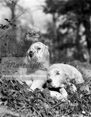 1920s TWO SWEET ENGLISH SETTERS LAYING IN GRASS