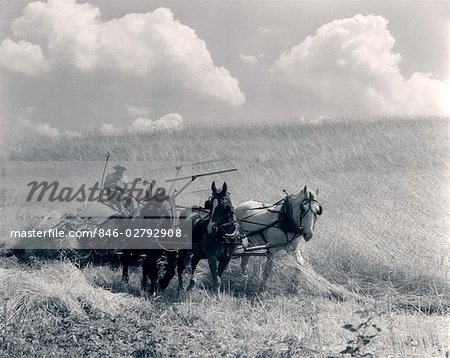 RÉCOLTE DE BLÉ TIRÉES PAR DES CHEVAUX DES ANNÉES 20, DES ANNÉES 1930