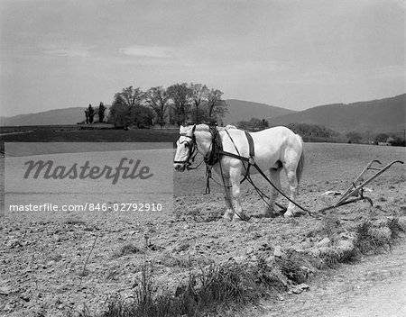 1930s WHITE HORSE IN FIELD HARNESSED TO HAND PLOW
