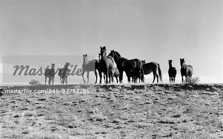 GRAND GROUPE DE CHEVAUX EN PLEIN CHAMP