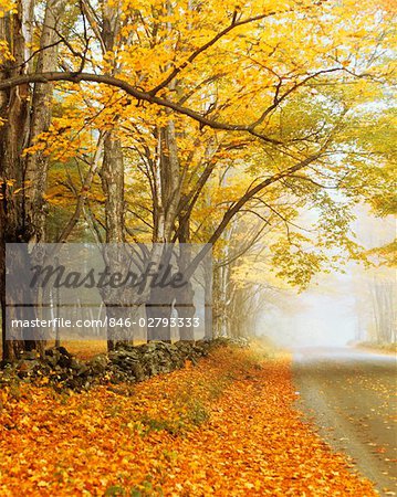 FEUILLAGE D'AUTOMNE LE LONG DE LA ROUTE DE CAMPAGNE AUTOMNE BRUMEUX