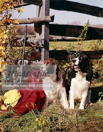 1960s TWO SPRINGER SPANIEL HUNTING DOGS FENCE AUTUMN HUNTING GEAR