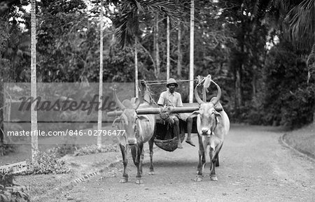 1920s 1930s NATIVE MAN DRIVING WATER BUFFALO CART SINGAPORE