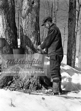 1930s 1940s MAN TAPPING MAPLE SUGAR TREES IN MAINE