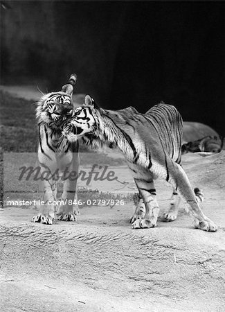 PAIR OF TIGERS STANDING ON ROCK ONE NUZZLING UP TO THE OTHER