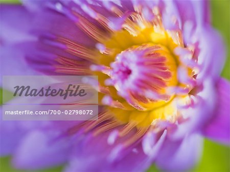 Water Lily, Ubon Ratchathani, Thailand